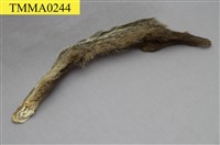 藏品(食蟹獴)的圖片
